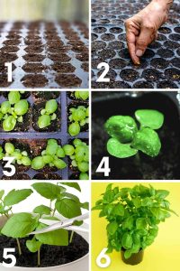 how to grow basil