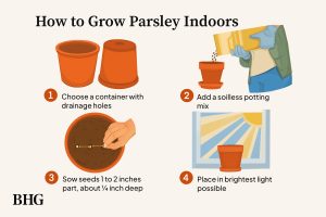 how to grow parsley