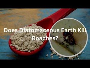 does diatomaceous earth kill roaches