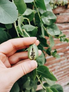 what is a caper