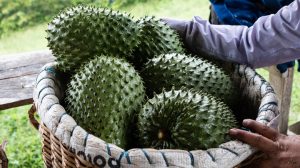 what does guanabana taste like
