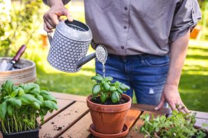 is rice water good for plants