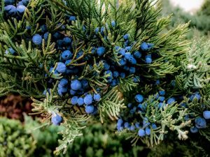what is gin made from