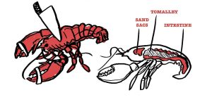 how to kill a lobster
