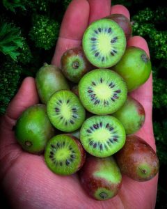 how to eat kiwi berries