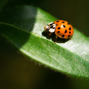 what do ladybugs mean