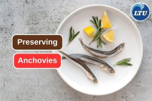how are anchovies typically preserved