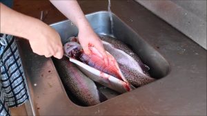how to gut a fish