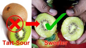 how to ripen kiwi
