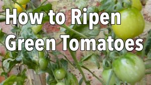 how to ripen tomatoes
