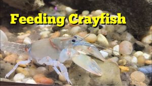 what do crawfish eat