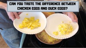 what do duck eggs taste like