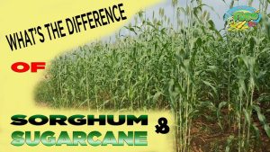 what is the difference between sorghum plant and sugar cane