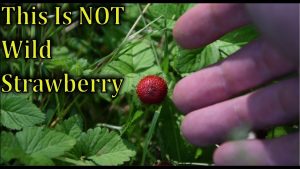 are wild strawberries edible