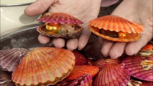 do frozen scallops have pearls