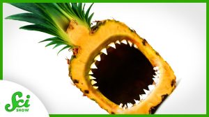do pineapples eat you