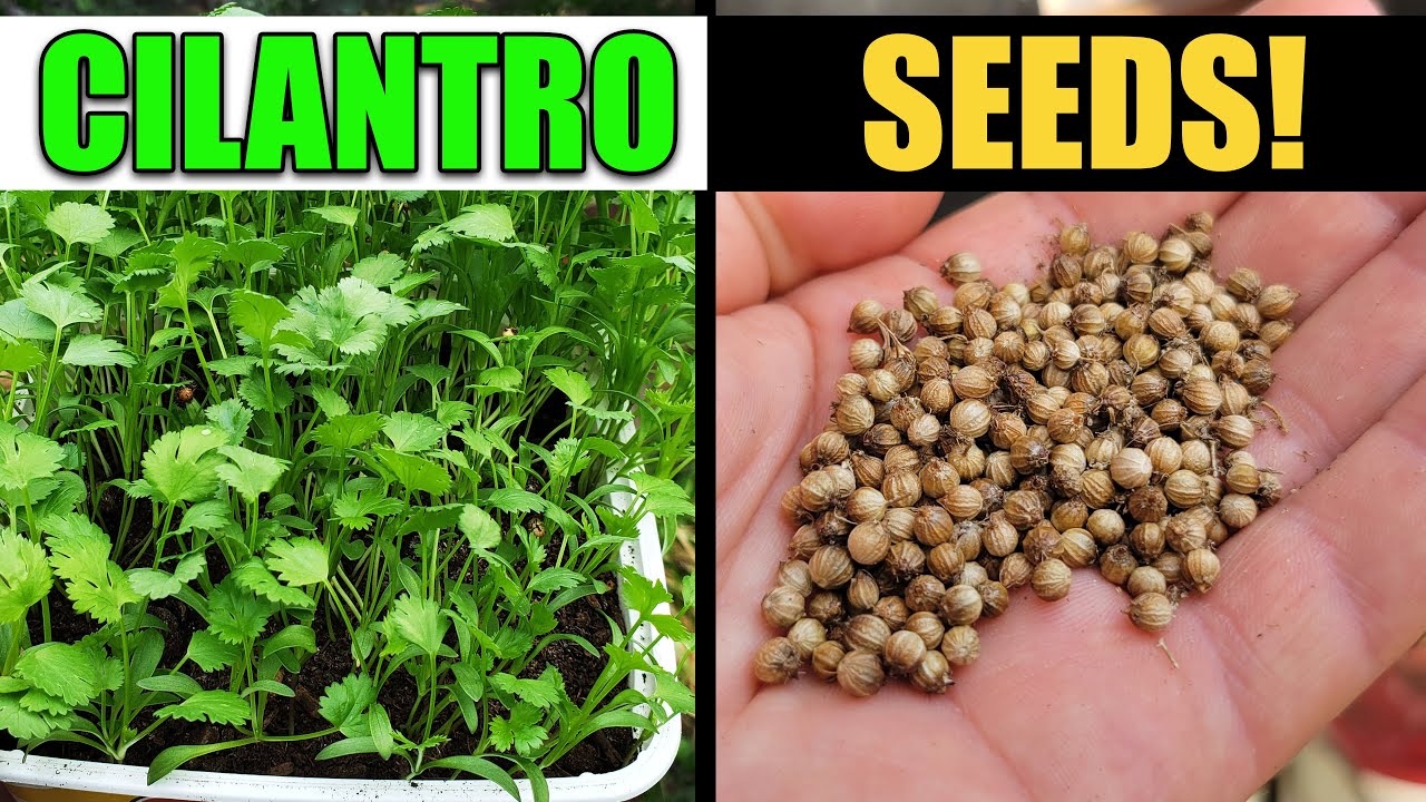 how do you plant cilantro seeds