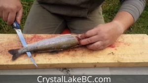 how to fillet a trout