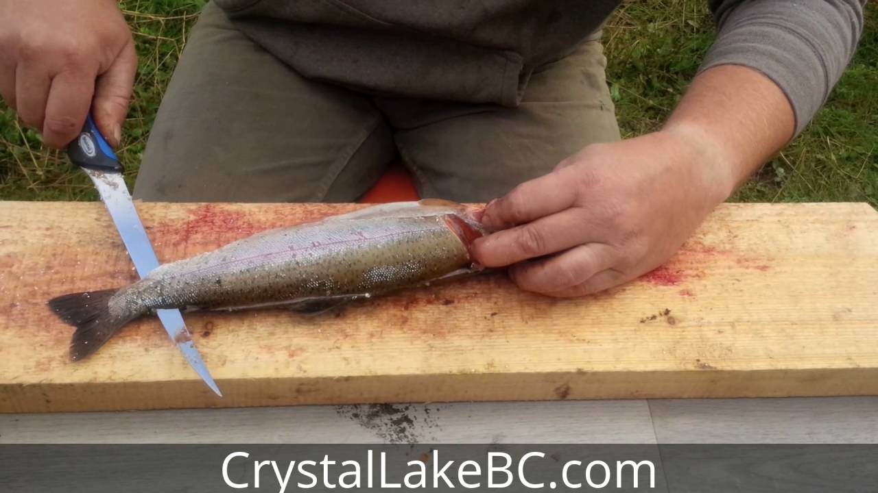 how to fillet a trout