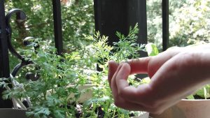 how to prune cilantro