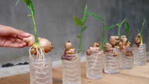 how to regrow ginger