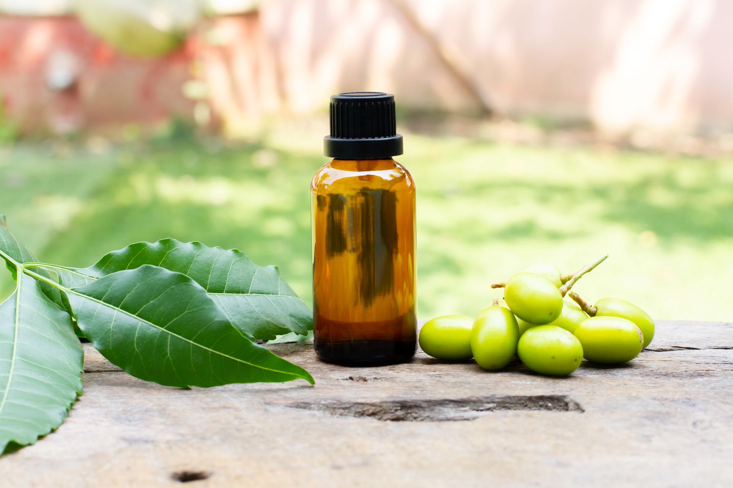 how often to apply neem oil to brussel sprout plants