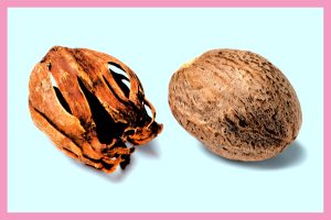 is nutmeg from a nut