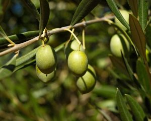 what is an olive