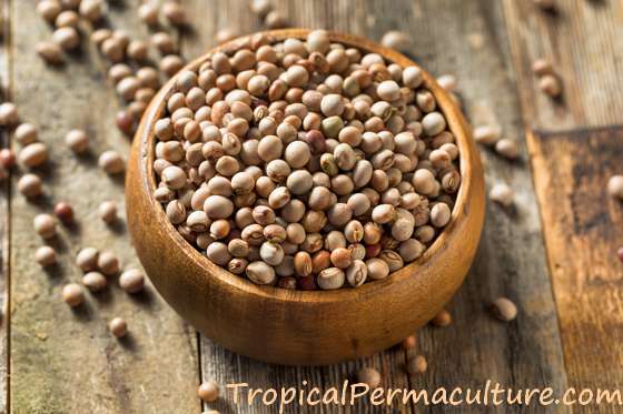 what are pigeon peas