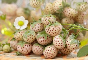 what berries are hybrids