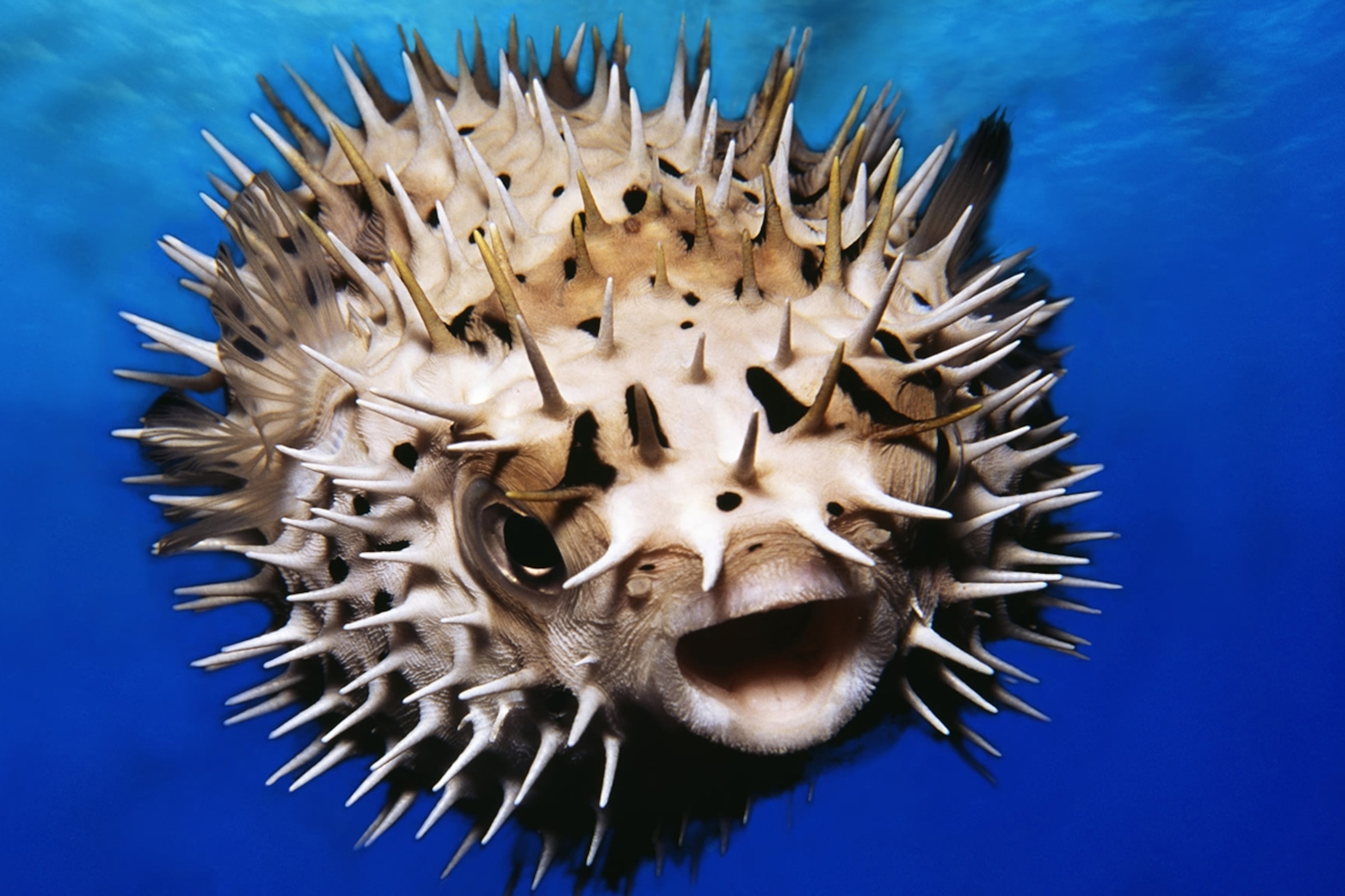 are puffer fish poisonous