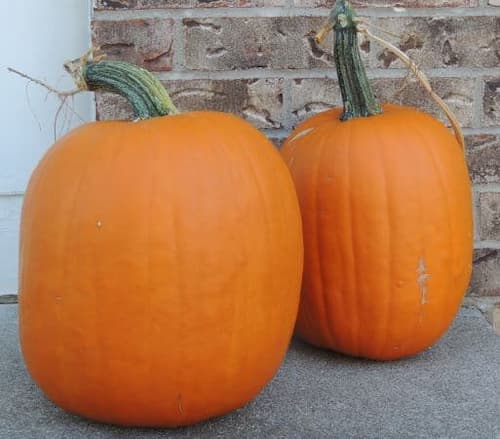 are all pumpkins edible
