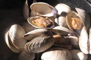 what is a quahog