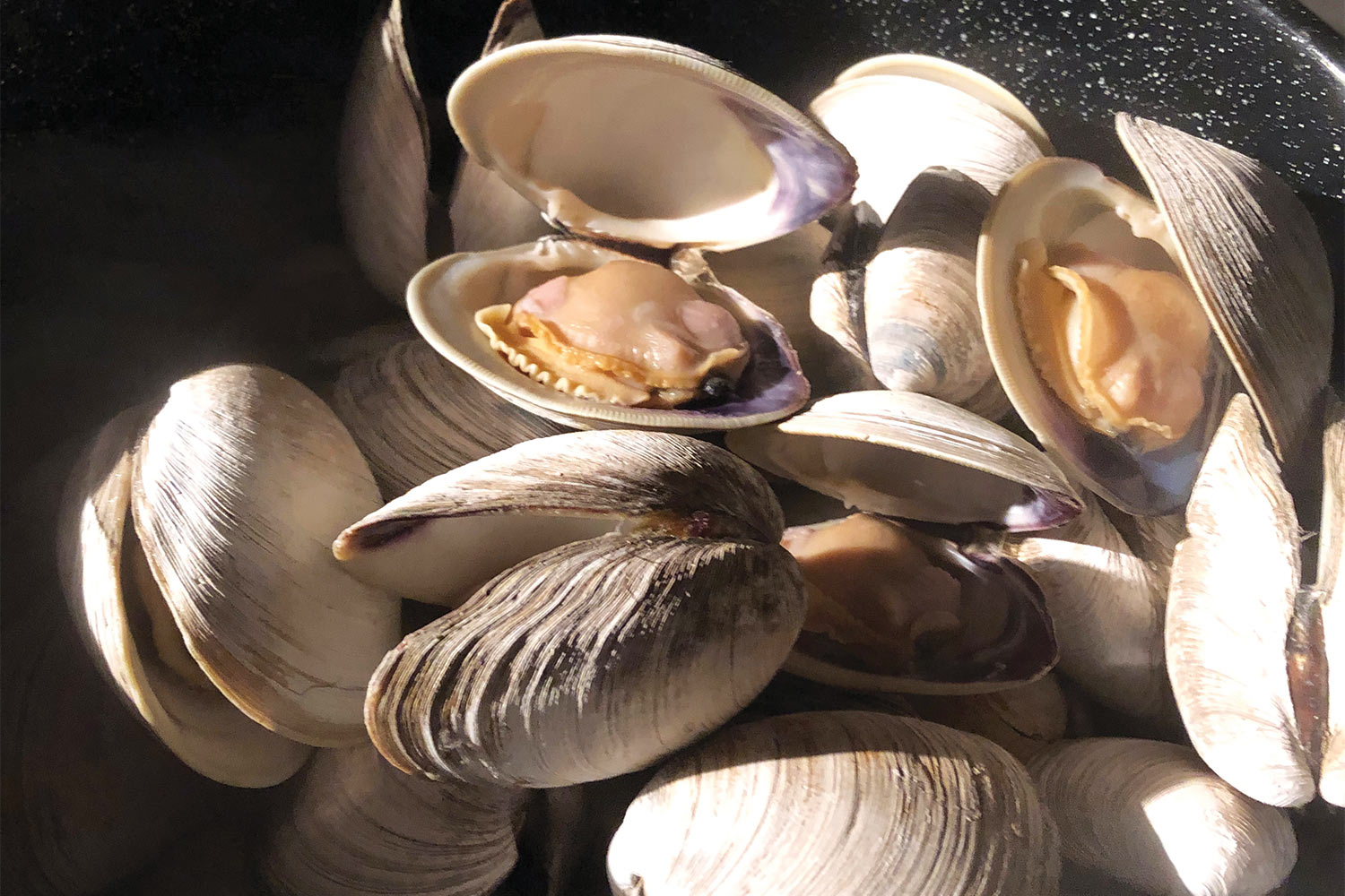 what is a quahog