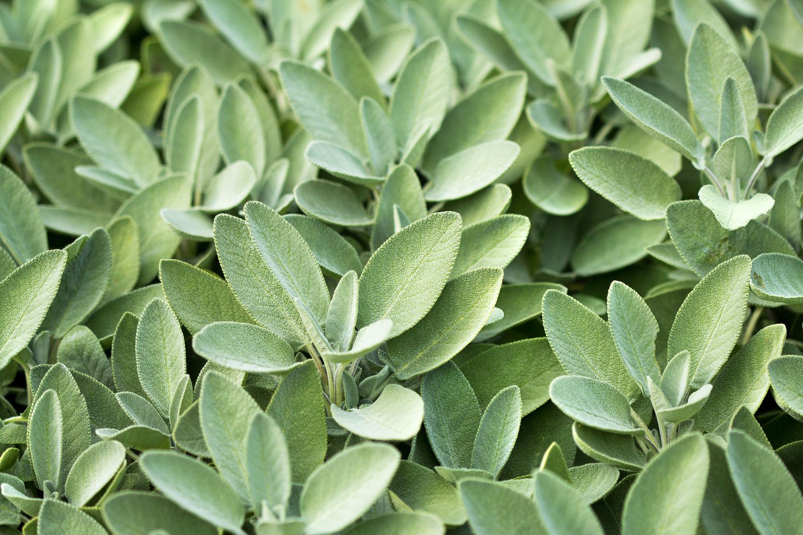 what does sage look like