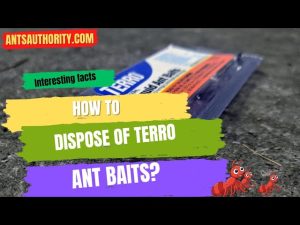 how to dispose of terro fly trap