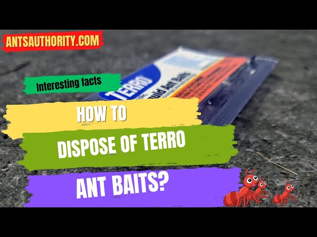 how to dispose of terro fly trap