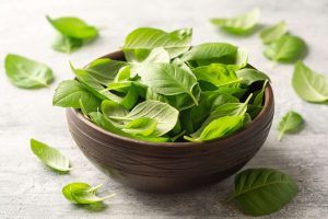 how to store fresh basil leaves