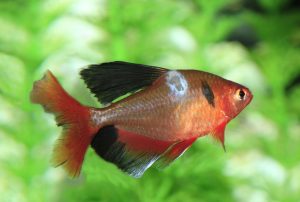 when my fish is salty what do i do