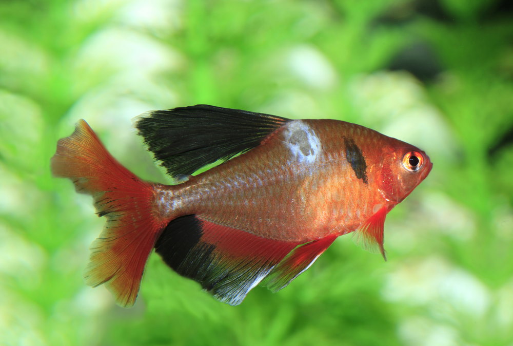 when my fish is salty what do i do
