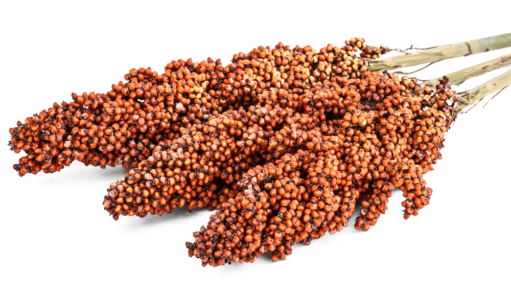 what is sorghum used for