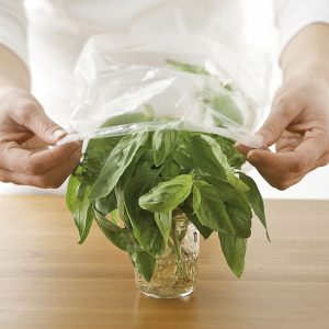 how do you store fresh basil