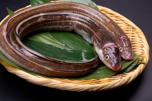 what animal does unagi come from