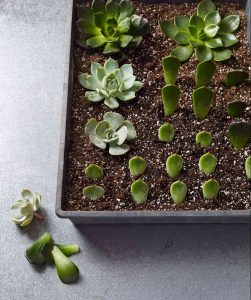 how to propagate succulents
