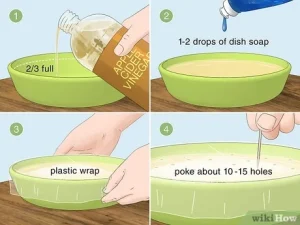 how to get rid of fruit flies gnats