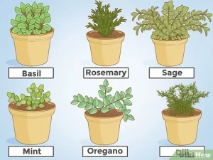 how to grow herbs