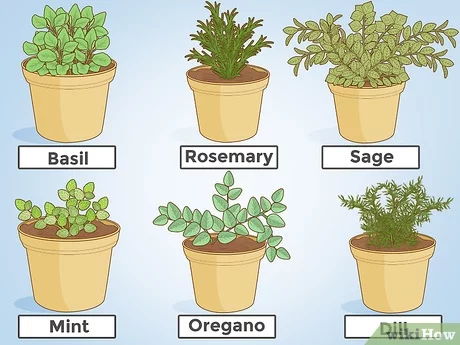 how to grow herbs