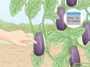 how to pick eggplant