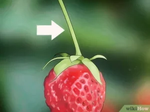how to pick strawberries
