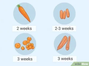 how long do carrots last in the fridge